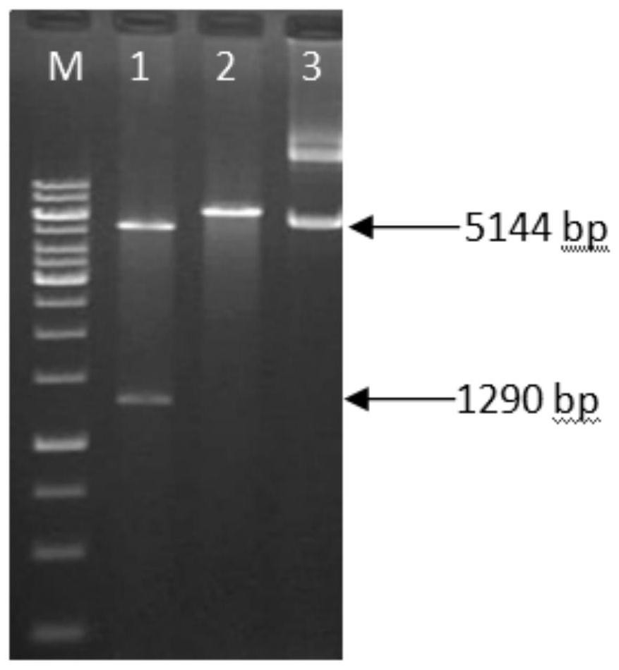 Pseudomonas putida enolase gene cloning method and application