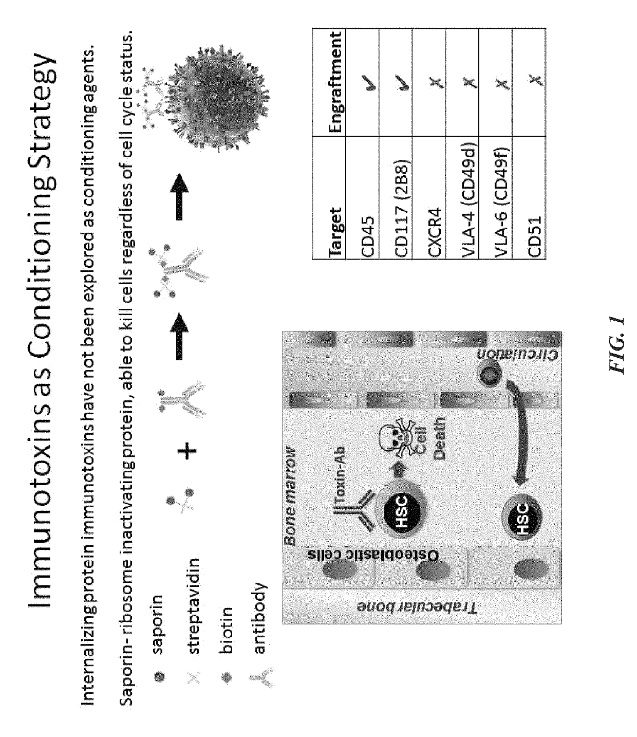 Compositions and methods for non-myeloablative conditioning