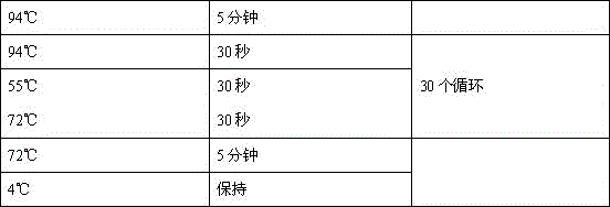 A kind of lambda exonuclease activity assay method