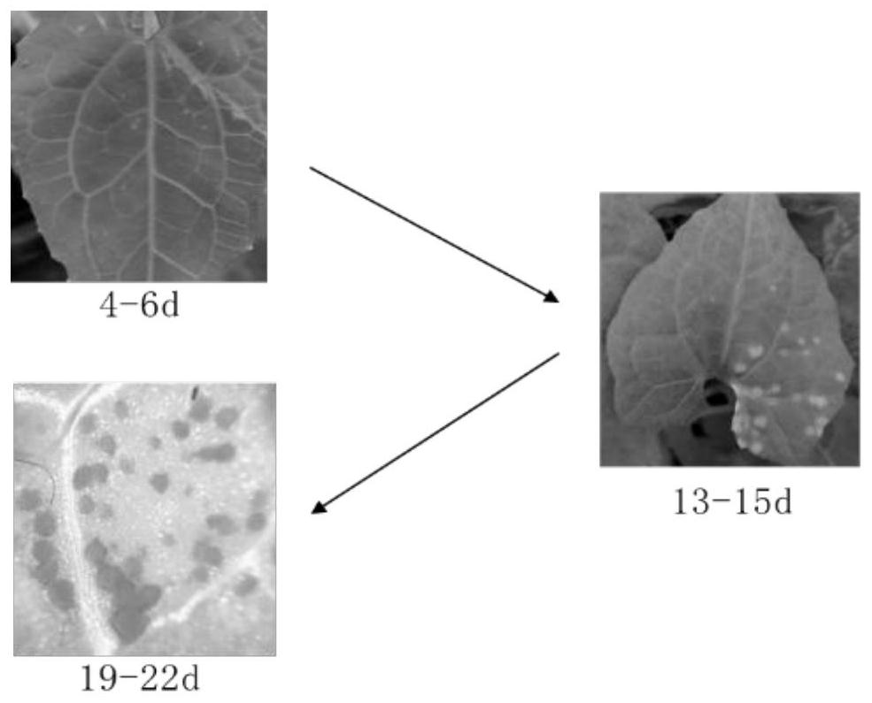 Biological method for inhibiting rapid growth of mikania micrantha