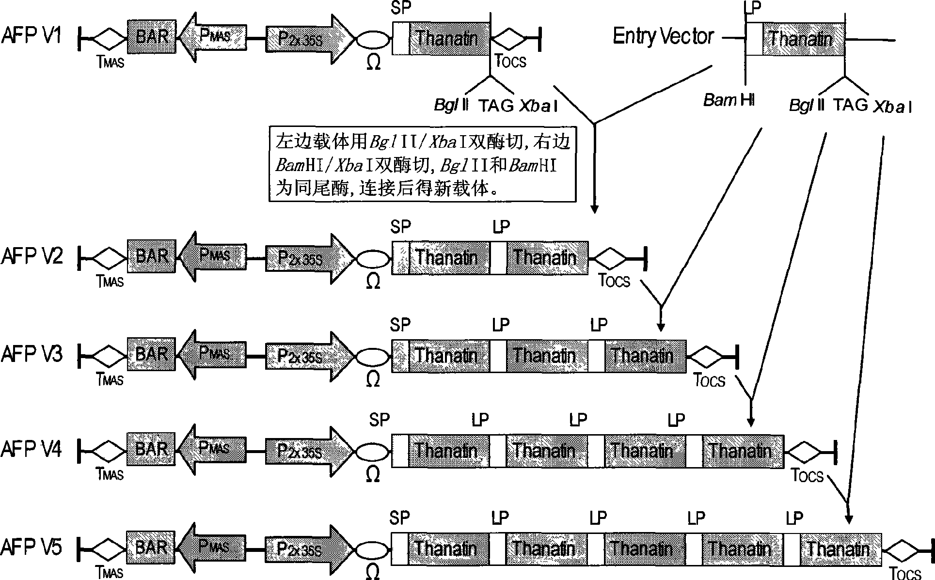 Method for increasing abundance and stability of antibacterial peptide expressed inside plant