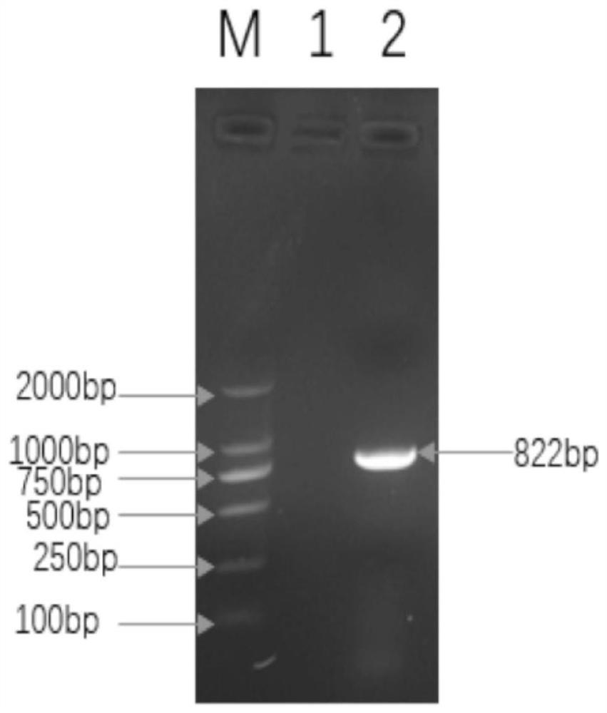 Indirect ELISA kit for detecting feline coronavirus antibody