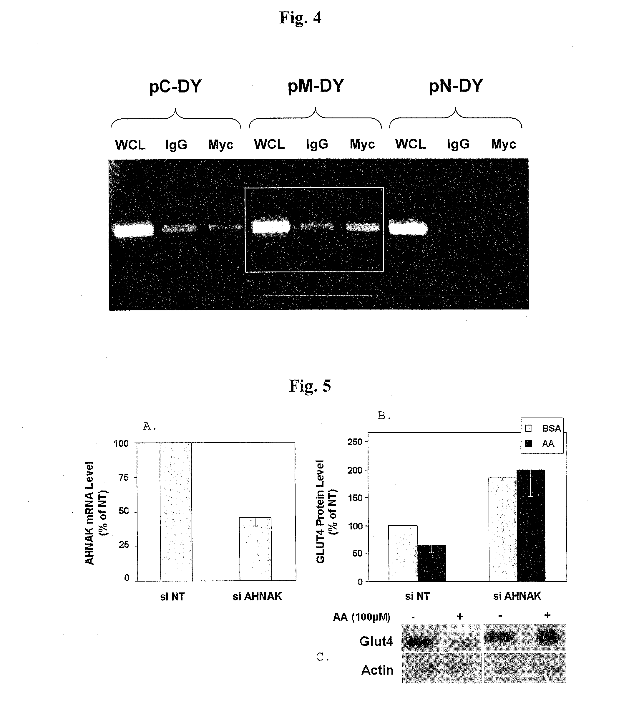 Modulation of glut4 gene promoter activity by ahnak