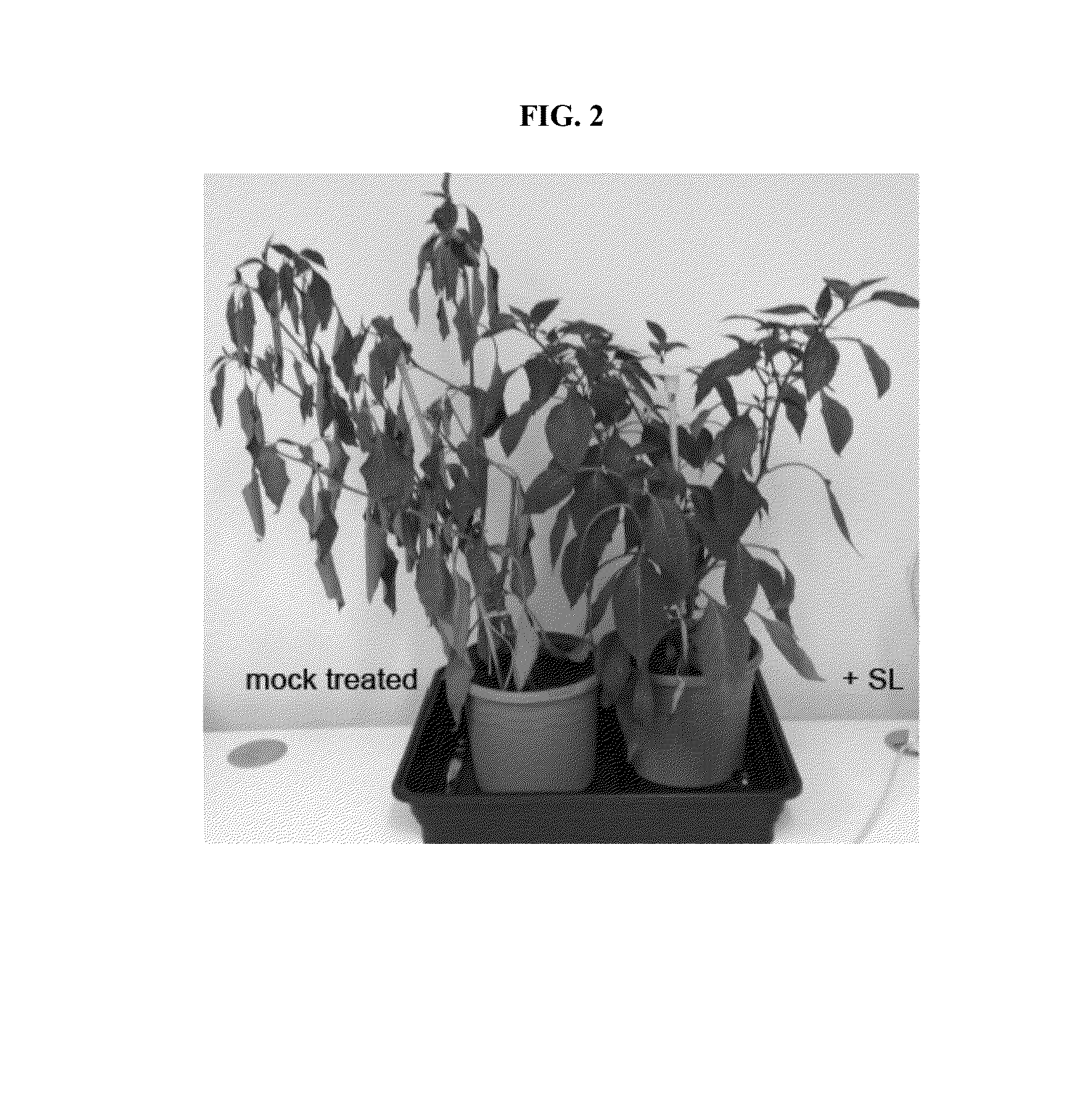 Strigolactone Compositions And Uses Thereof