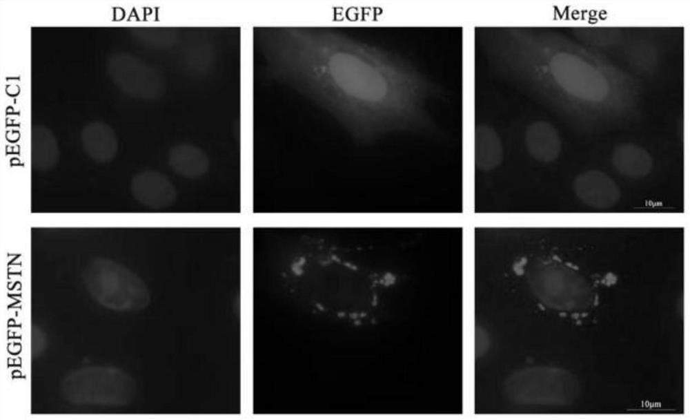 Application of Mstn recombinant protein in screening of epinephelus coioides