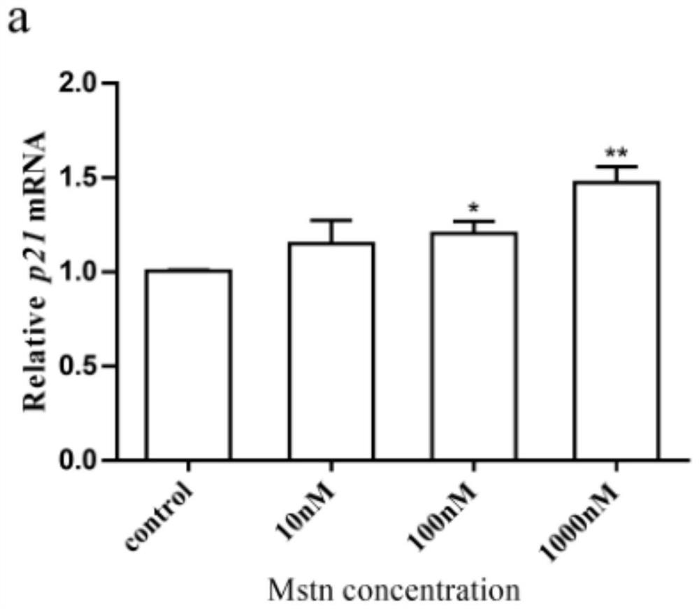 Application of Mstn recombinant protein in screening of epinephelus coioides