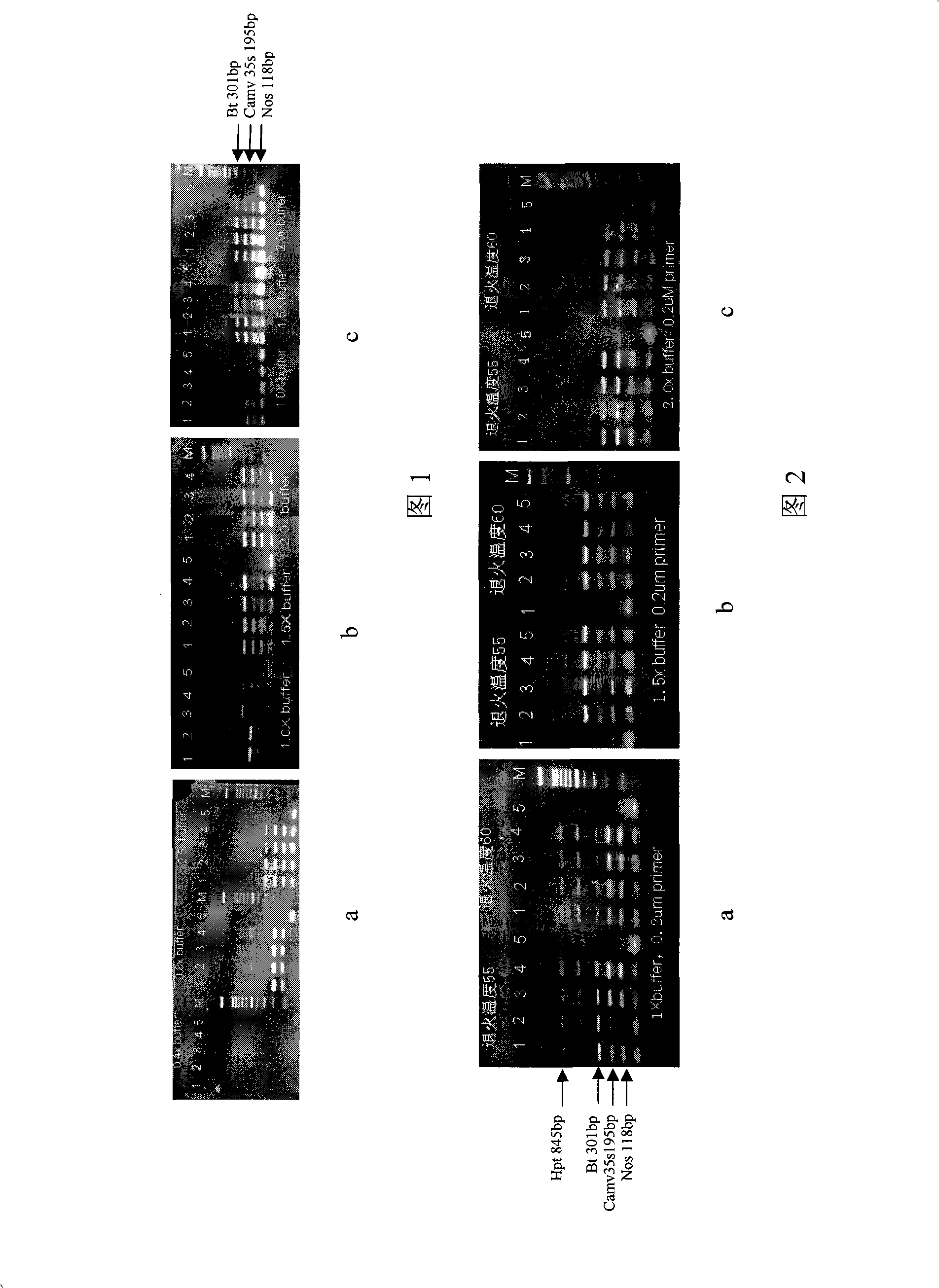 Pest-resistant transgenic rice multiple PCR detection reagent kit and detection method thereof