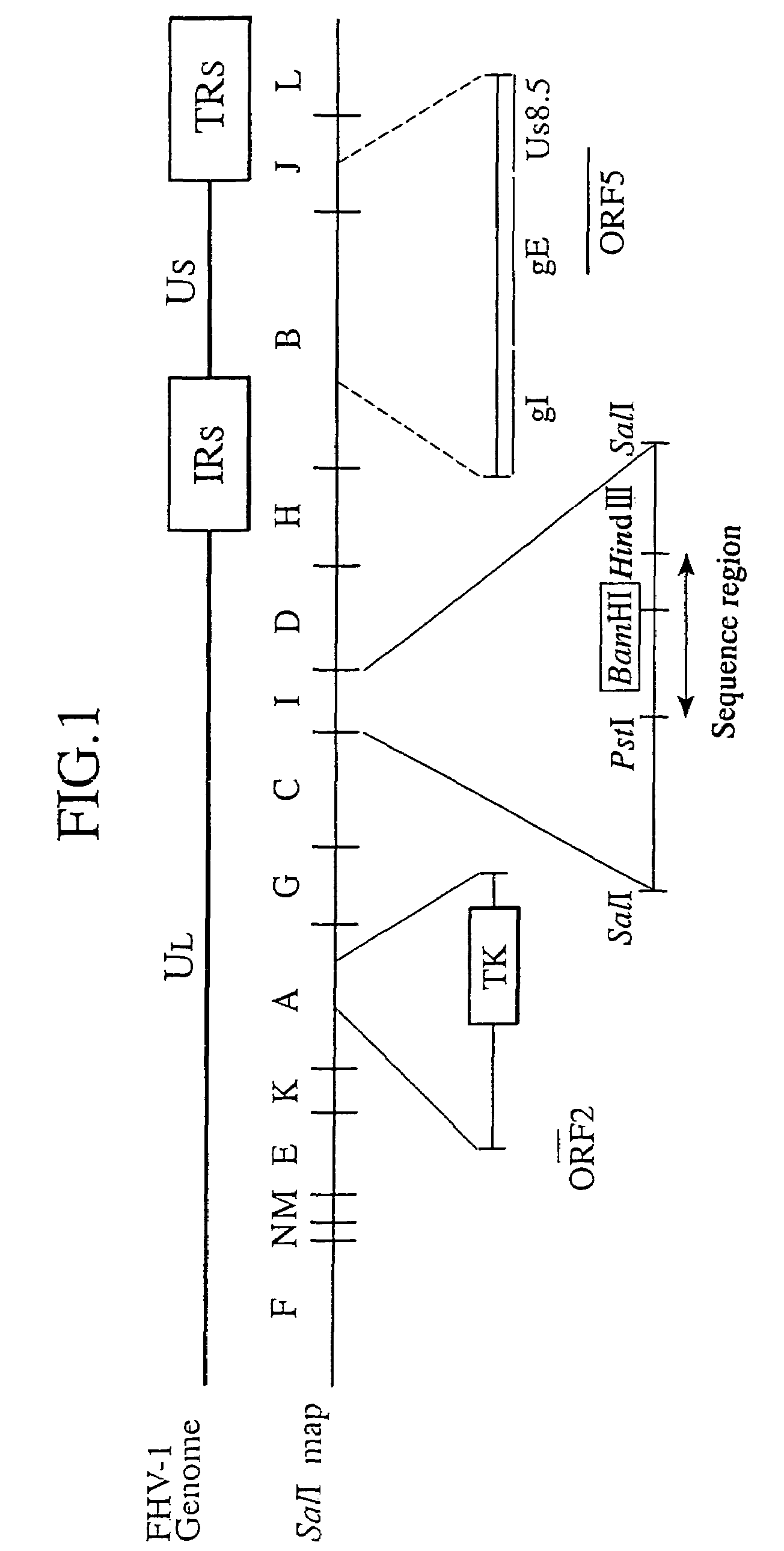 Recombinant feline herpesvirus type 1 and polyvalent vaccine using the same