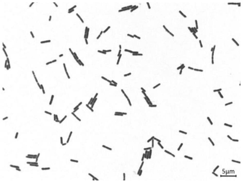 Lactobacillus acidophilus LA16 antagonizing helicobacter pylori and application of lactobacillus acidophilus LA16