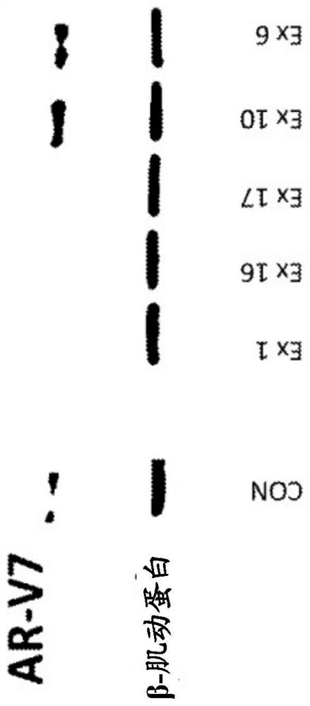 Bi-functional compounds and methods for targeted ubiquitination of androgen receptor