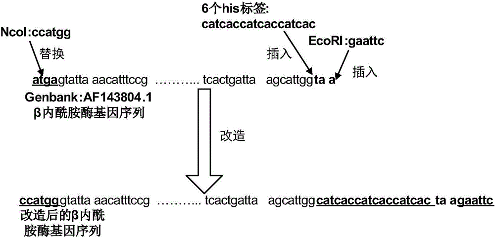 Preparation method of cross-linked beta-lactamase aggregate for treating pharmaceutical wastewater