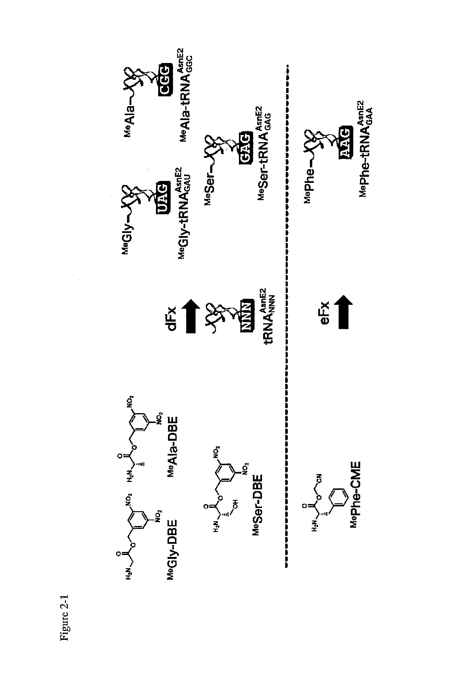 Method for constructing libraries of non-standard peptide compounds comprising N-methyl amino acids and other special (non-standard) amino acids and method for searching and identifying active species