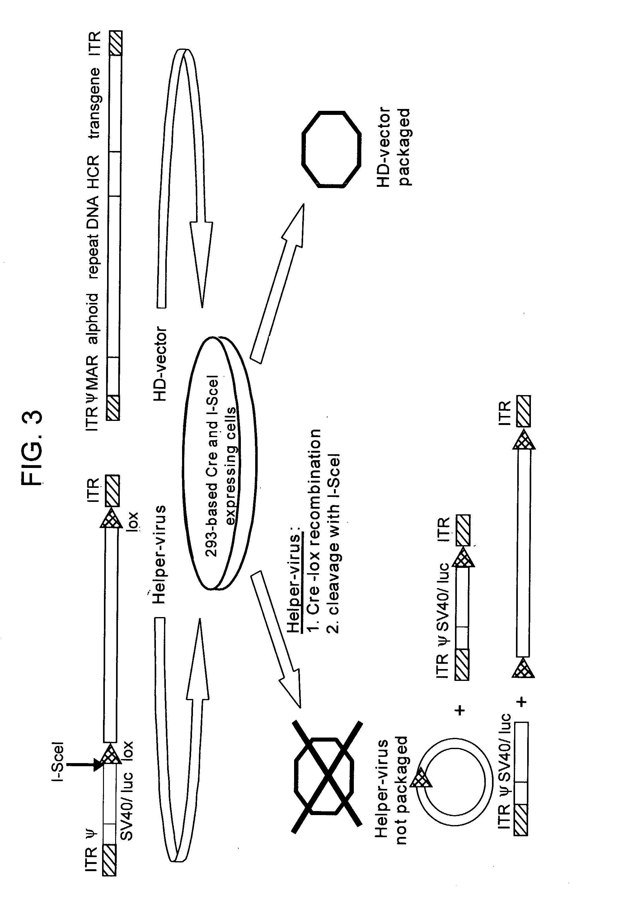 Helper dependent adenoviral vector system and methods for using the same
