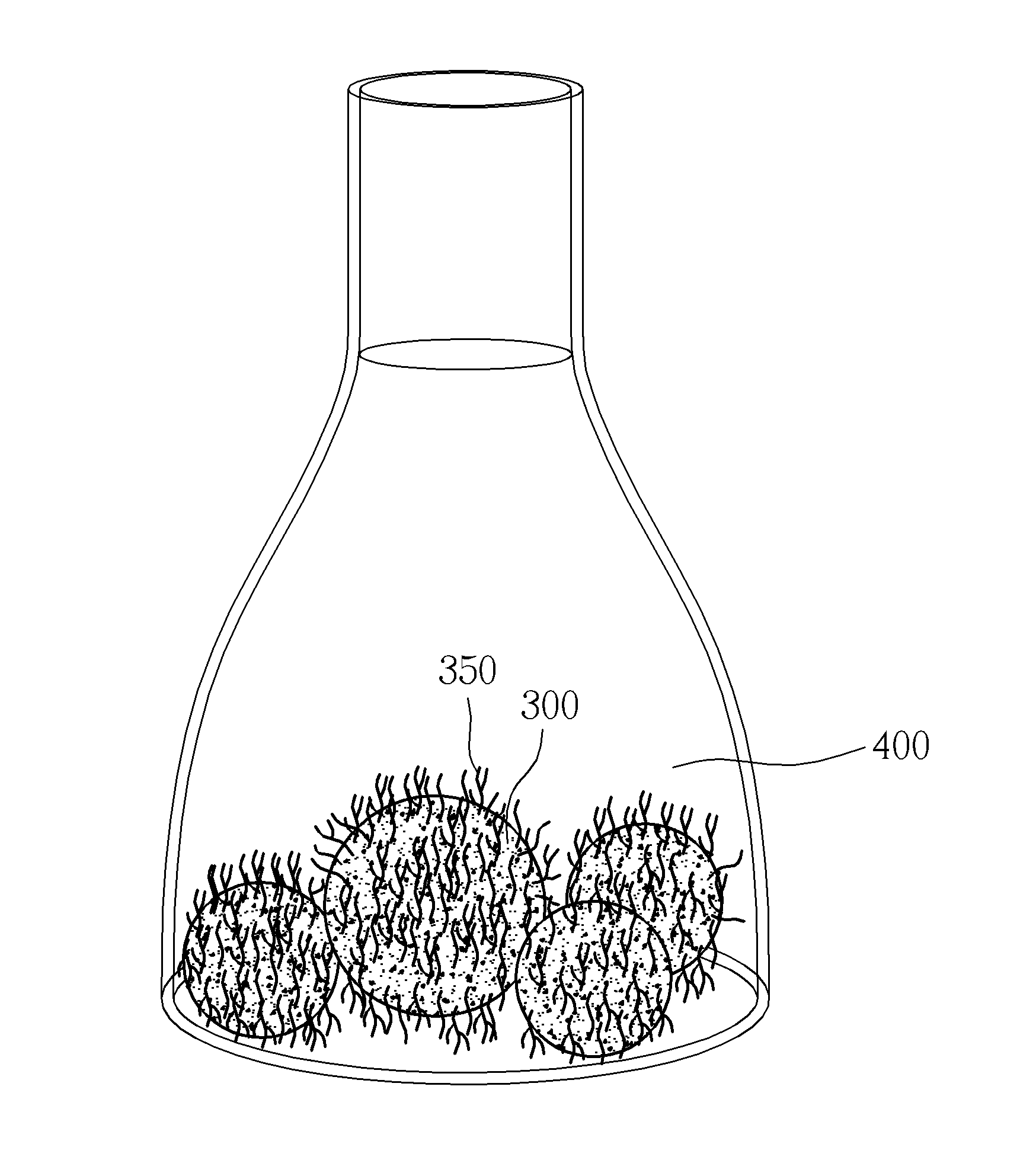 Tissue culturing method, culturing method of ferns and explant obtained therefrom