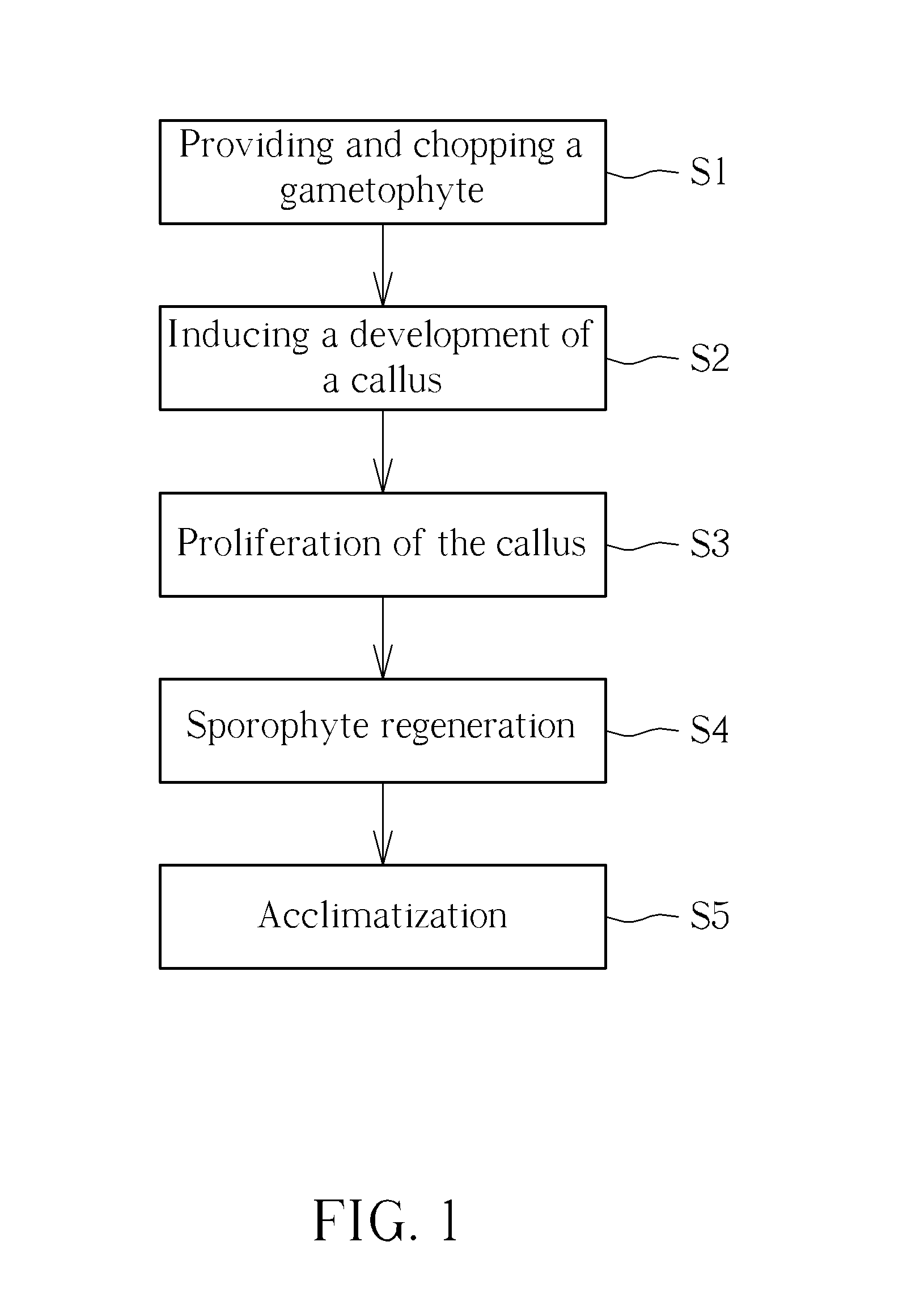 Tissue culturing method, culturing method of ferns and explant obtained therefrom