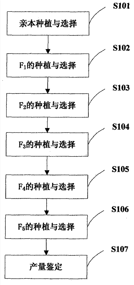 Method for breeding of eurytopic high-yield new wheat variety in one spot between different sowing time