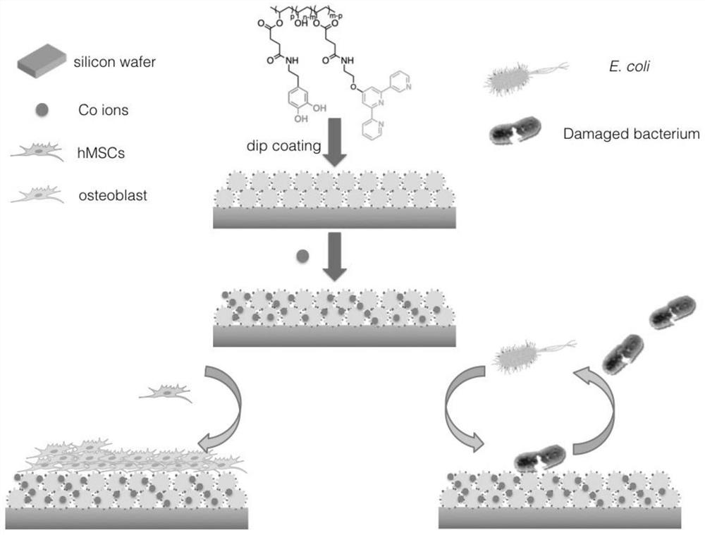 A kind of antibacterial polymer polyvinyl alcohol material and its method and application