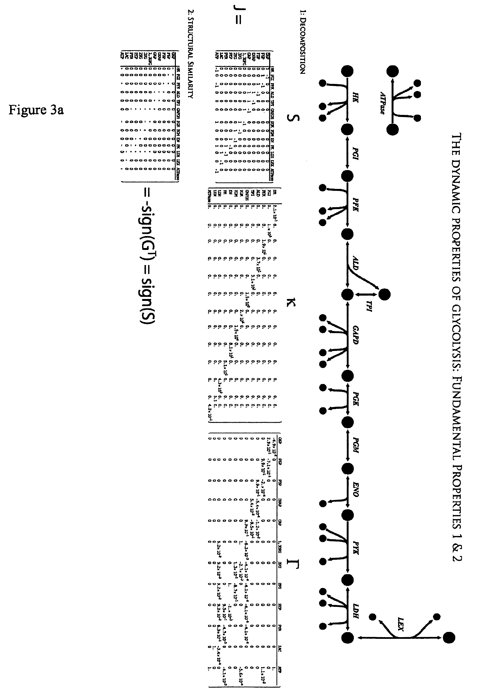 Methods and systems for genome-scale kinetic modeling
