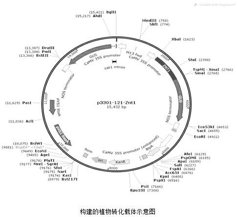 A phytoremediation method of a transgenic plant complex system applied to polluted soil