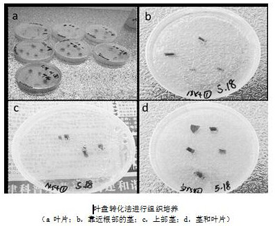 A phytoremediation method of a transgenic plant complex system applied to polluted soil