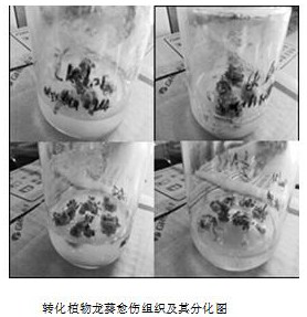 A phytoremediation method of a transgenic plant complex system applied to polluted soil