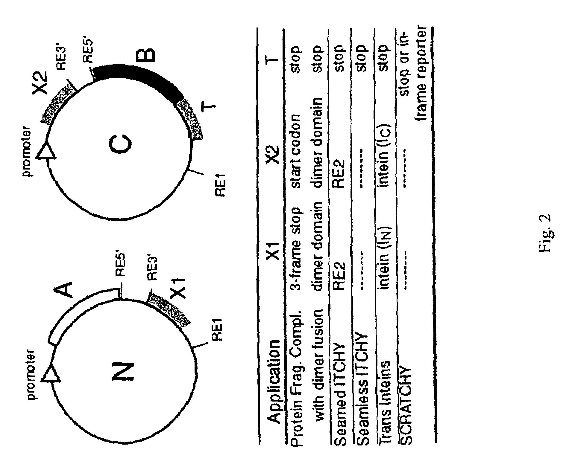 Incrementally truncated nucleic acids and methods of making same