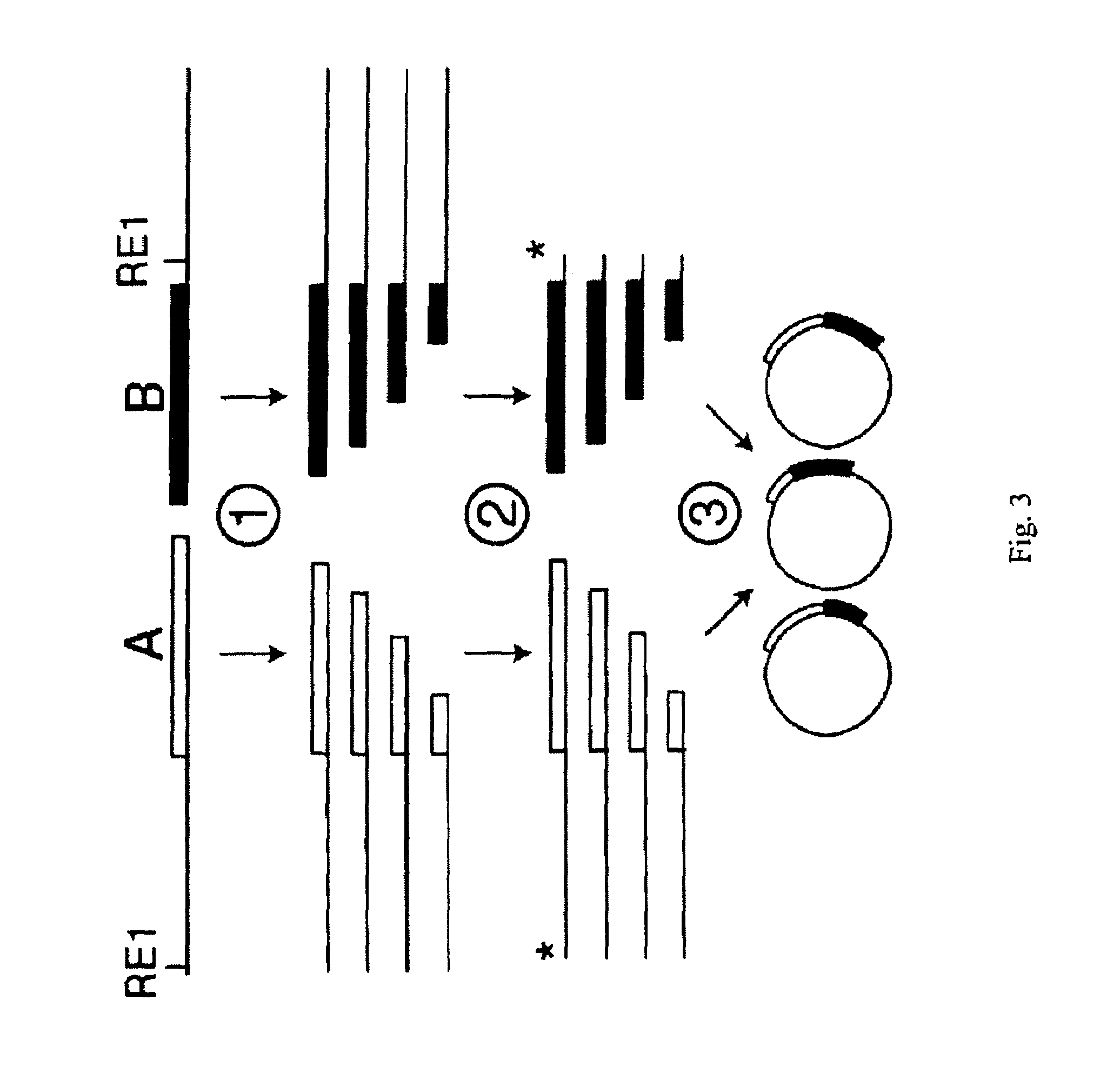 Incrementally truncated nucleic acids and methods of making same