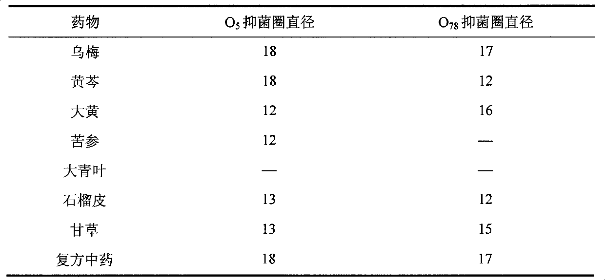 Traditional Chinese medicine superfine powder composition resistant to chicken colibacillosis and preparation method thereof
