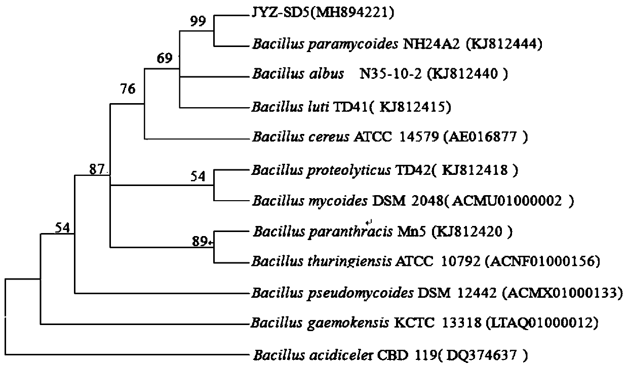 A tree rhizosphere bacterium Bacillus mycoides jyz-sd5 and its application