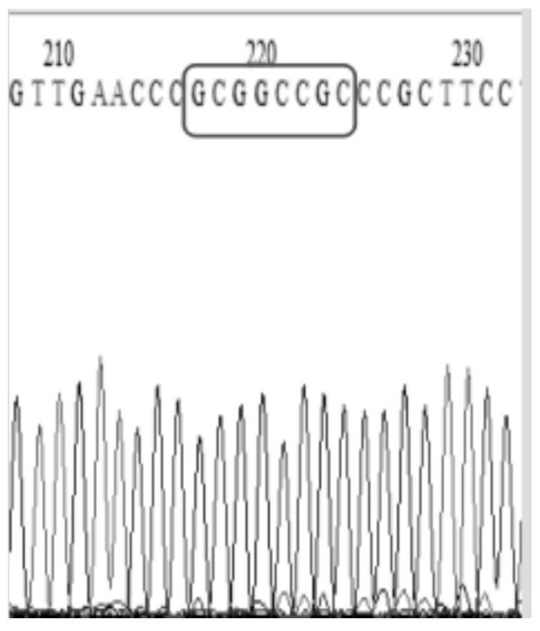 A zinc finger nuclease that inhibits the expression of human bcr-abl fusion gene or causes the function loss of human bcr-abl gene and its application