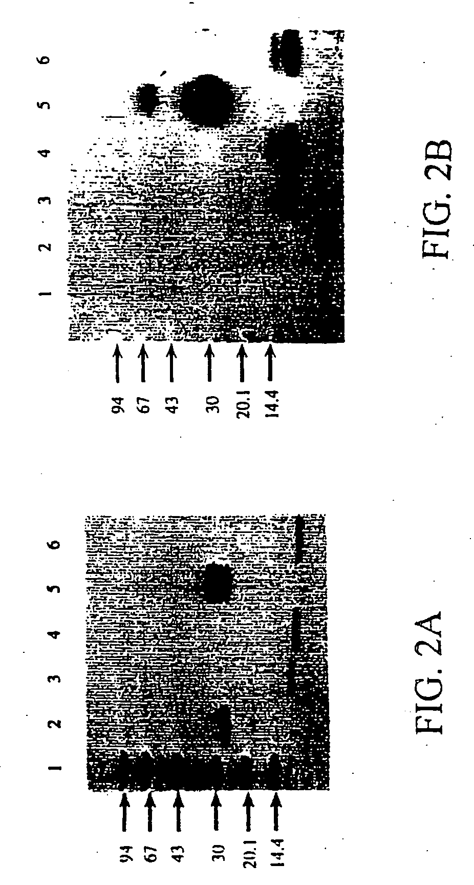 Isolated osteocalcin fragments