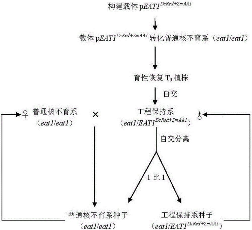 Propagation method for rice normcore sterile line