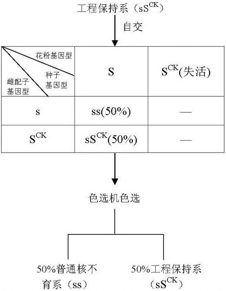 Propagation method for rice normcore sterile line