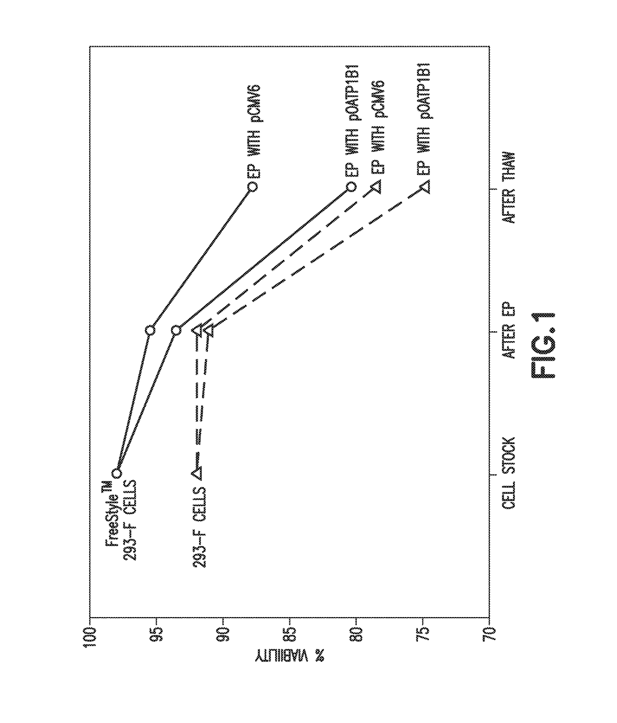 Consumable cryopreserved cells transiently overexpressing gene(s) encoding drug transporter protein(s)