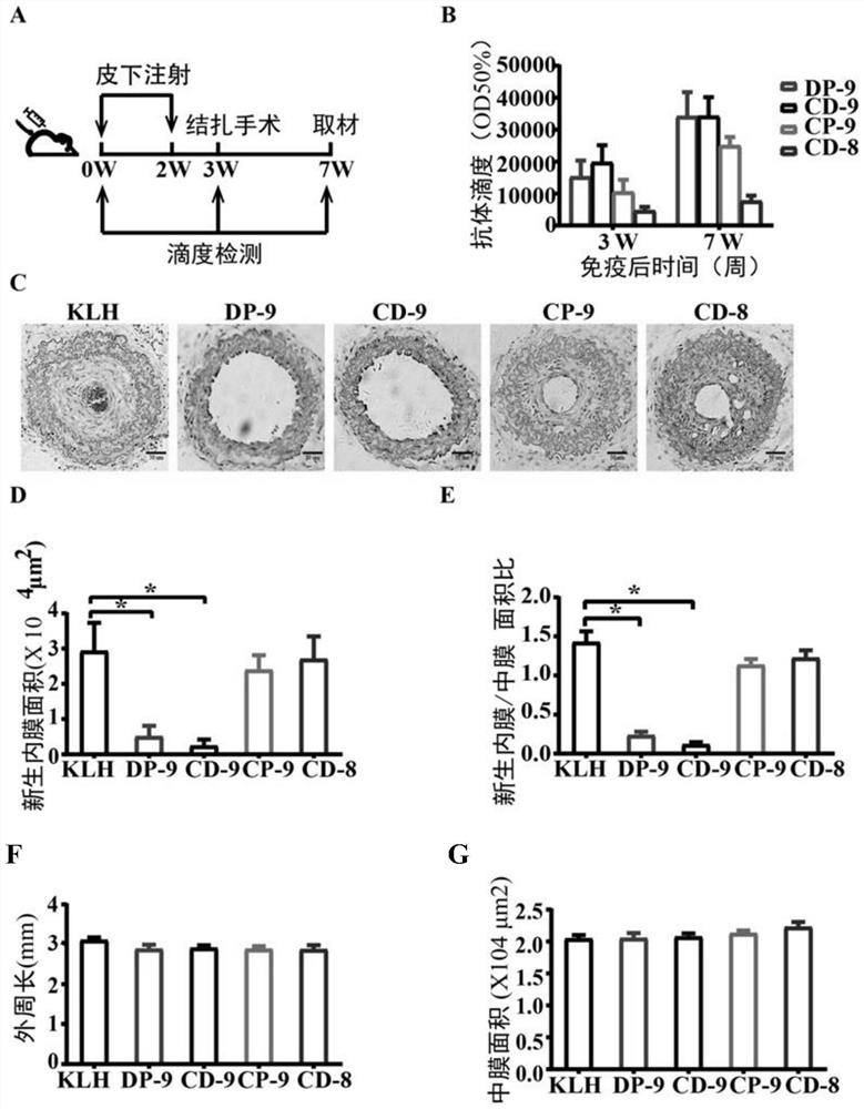 Immunogenic peptides of metalloprotease adamts-7 and its application in anti-atherosclerosis and related diseases