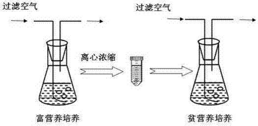 Culture method for increasing biomass and grease yield of microalgae