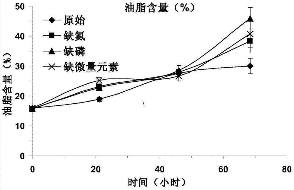 Culture method for increasing biomass and grease yield of microalgae