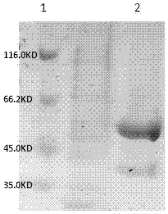 Gene-encoded nicotinamide adenine dinucleotide fluorescent probe and its preparation method and application