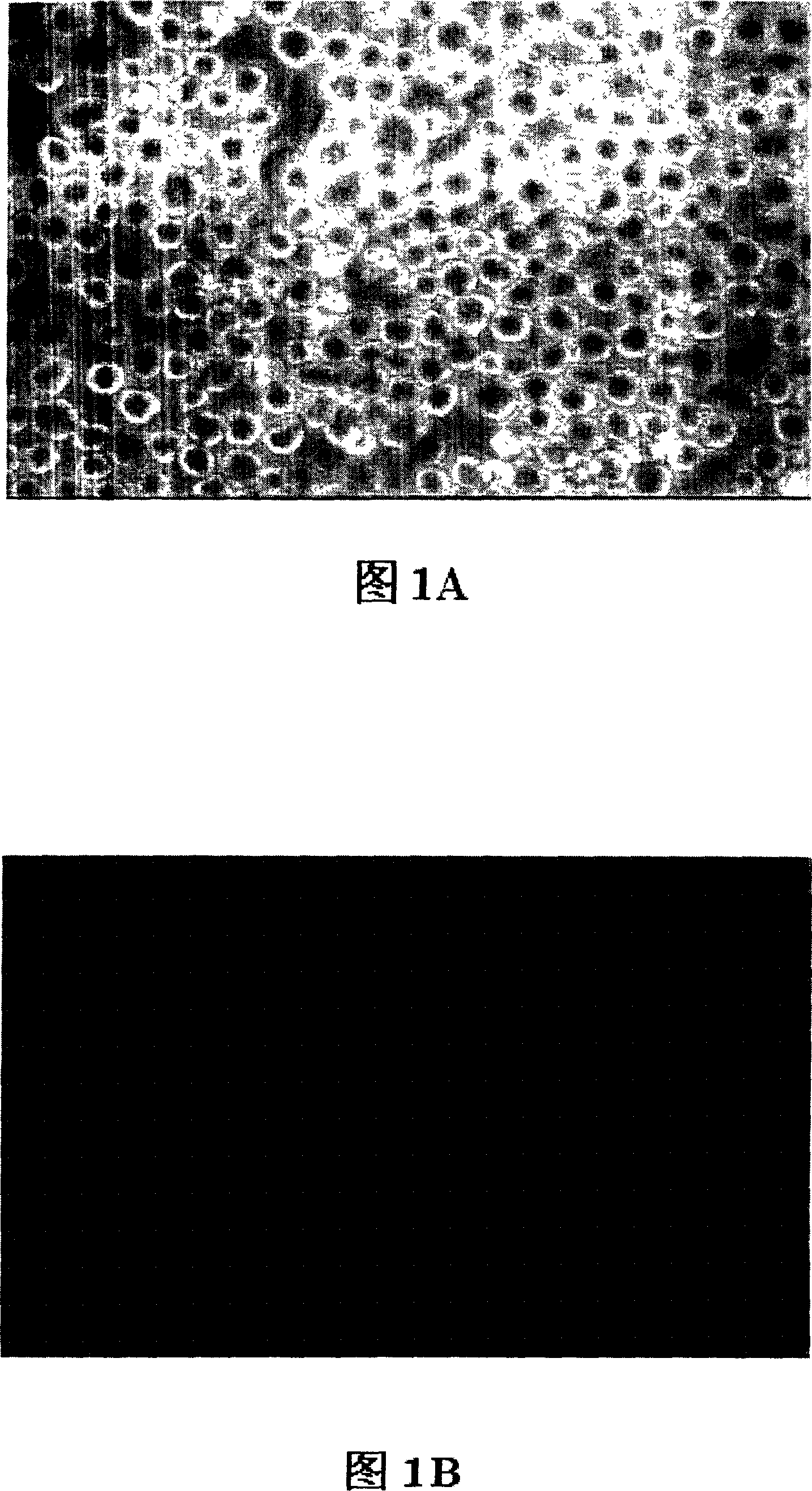 Lipopolysaccharide conjugated protein and monoclonal antibody and preparation method and usage