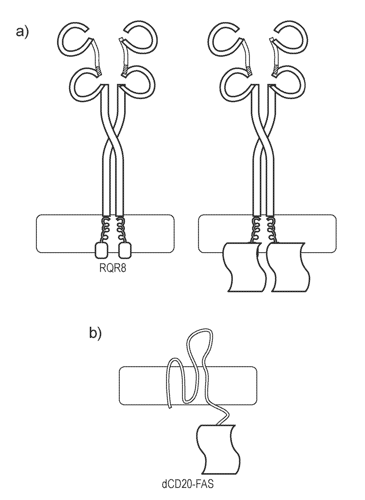 Chimeric protein