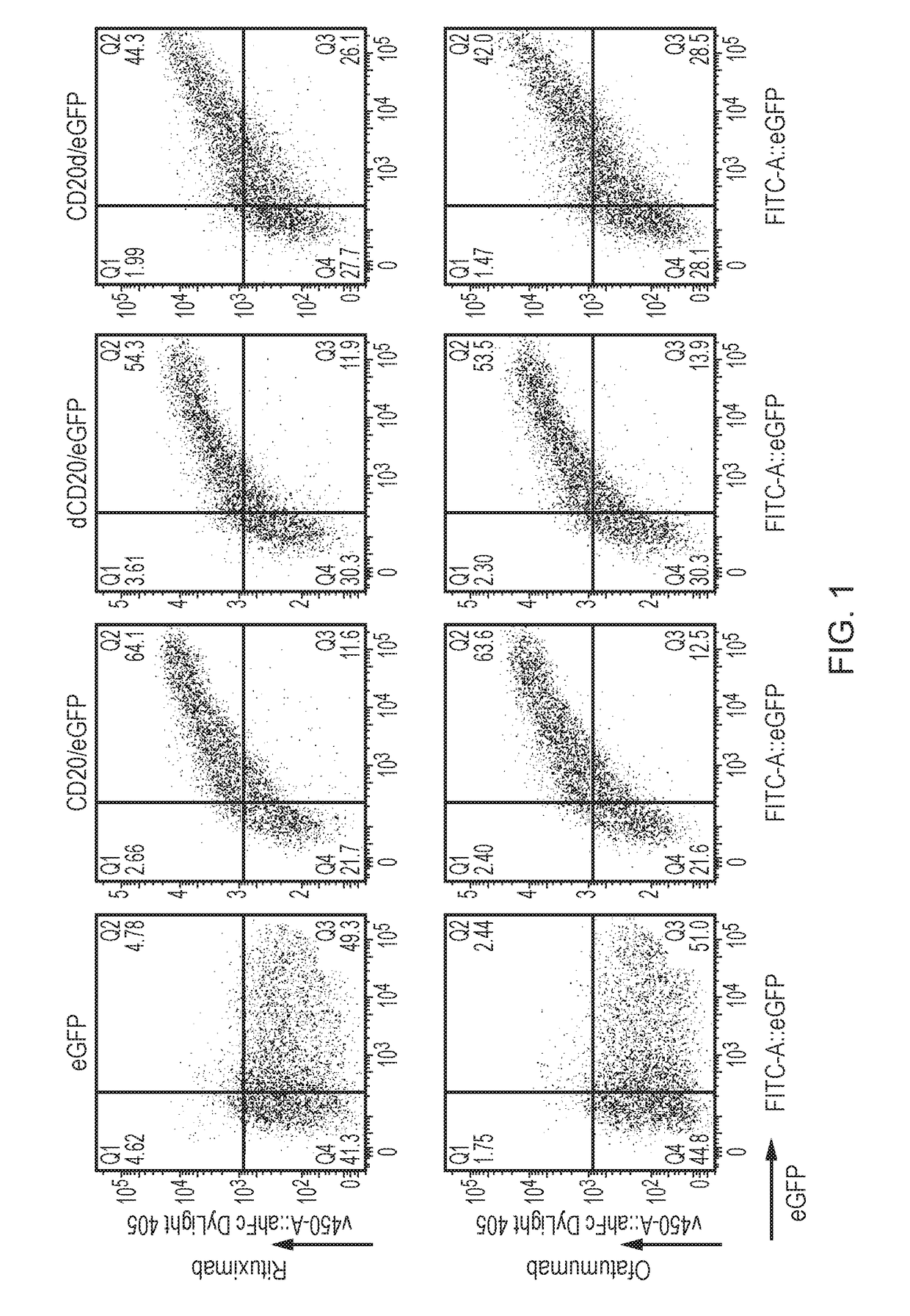 Chimeric protein