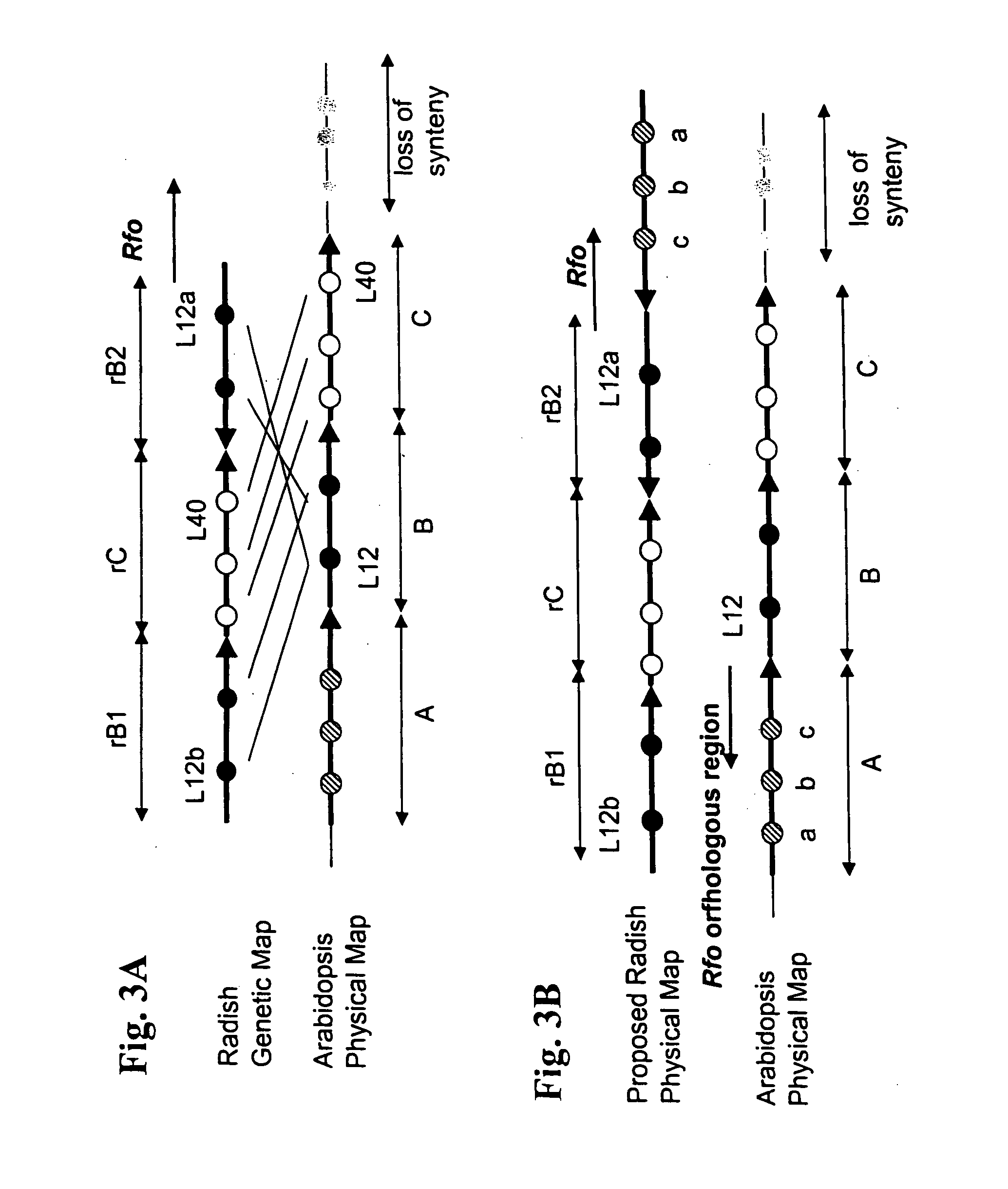 Nuclear fertility restorer genes and methods of use in plants