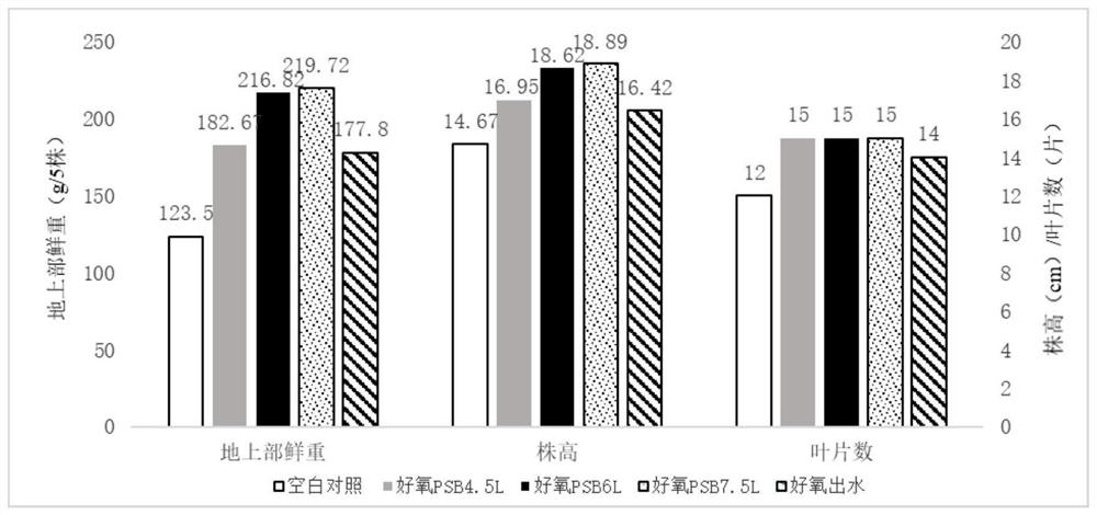 Method for preparing ecological bacterial fertilizer from aerobic pig manure wastewater