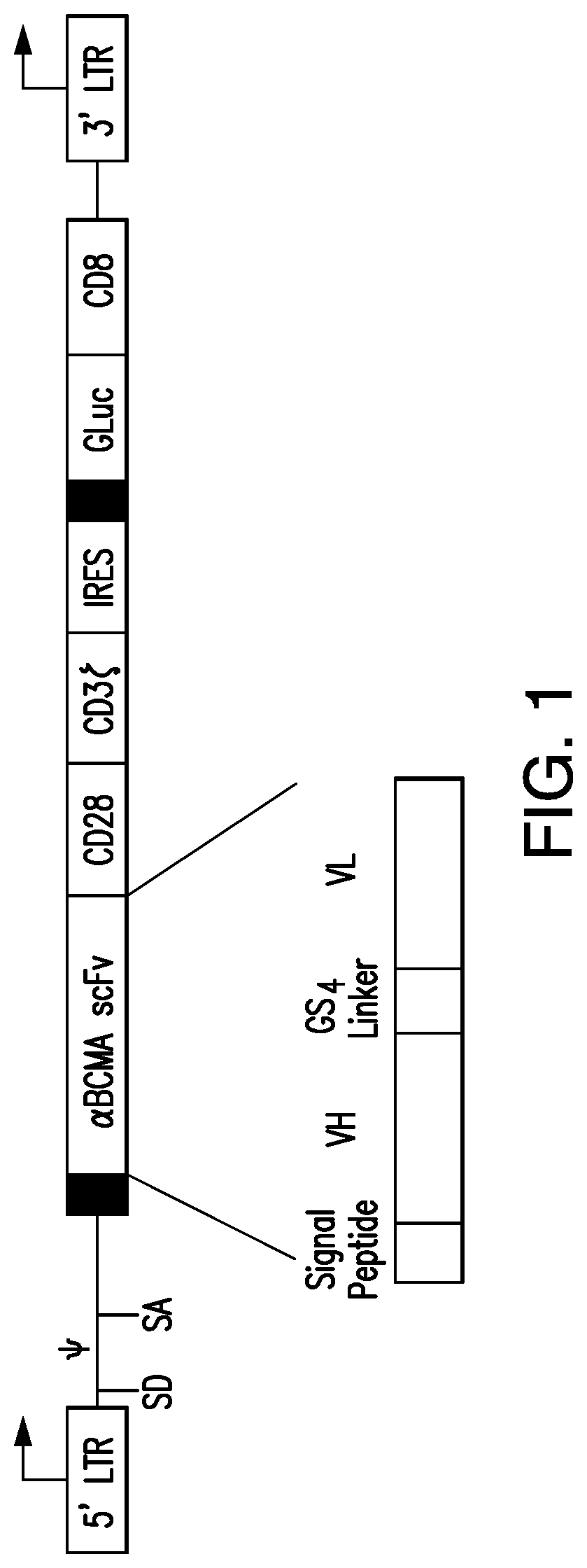 Nucleic acid molecules encoding chimeric antigen receptors targeting B-cell maturation antigen and uses thereof