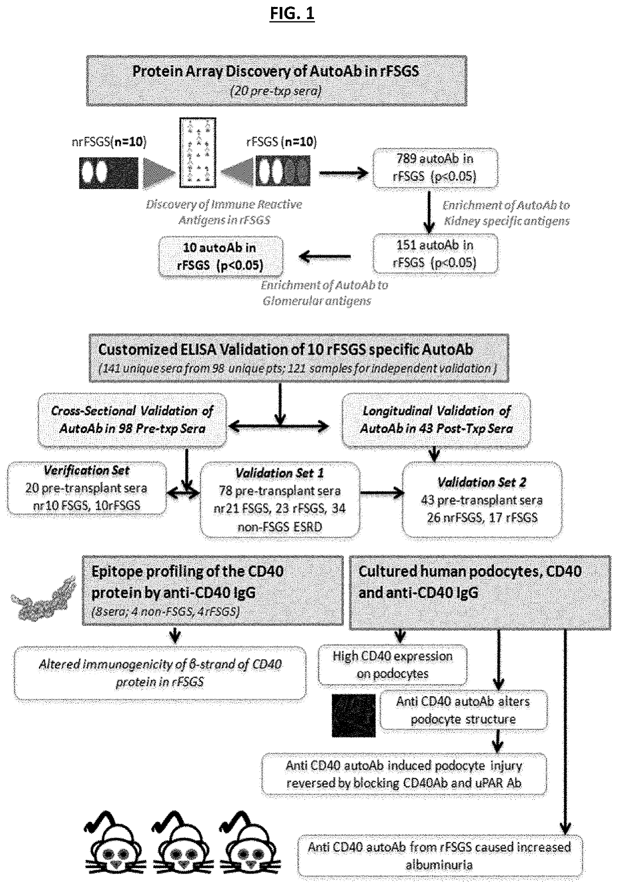 Methods and compositions for the prediction and treatment of focal segmental glomerulosclerosis