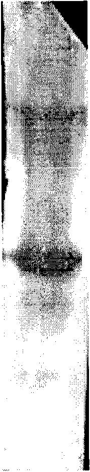 Qualitative detection method of tea geometrid nuclear polyhedrosis virus