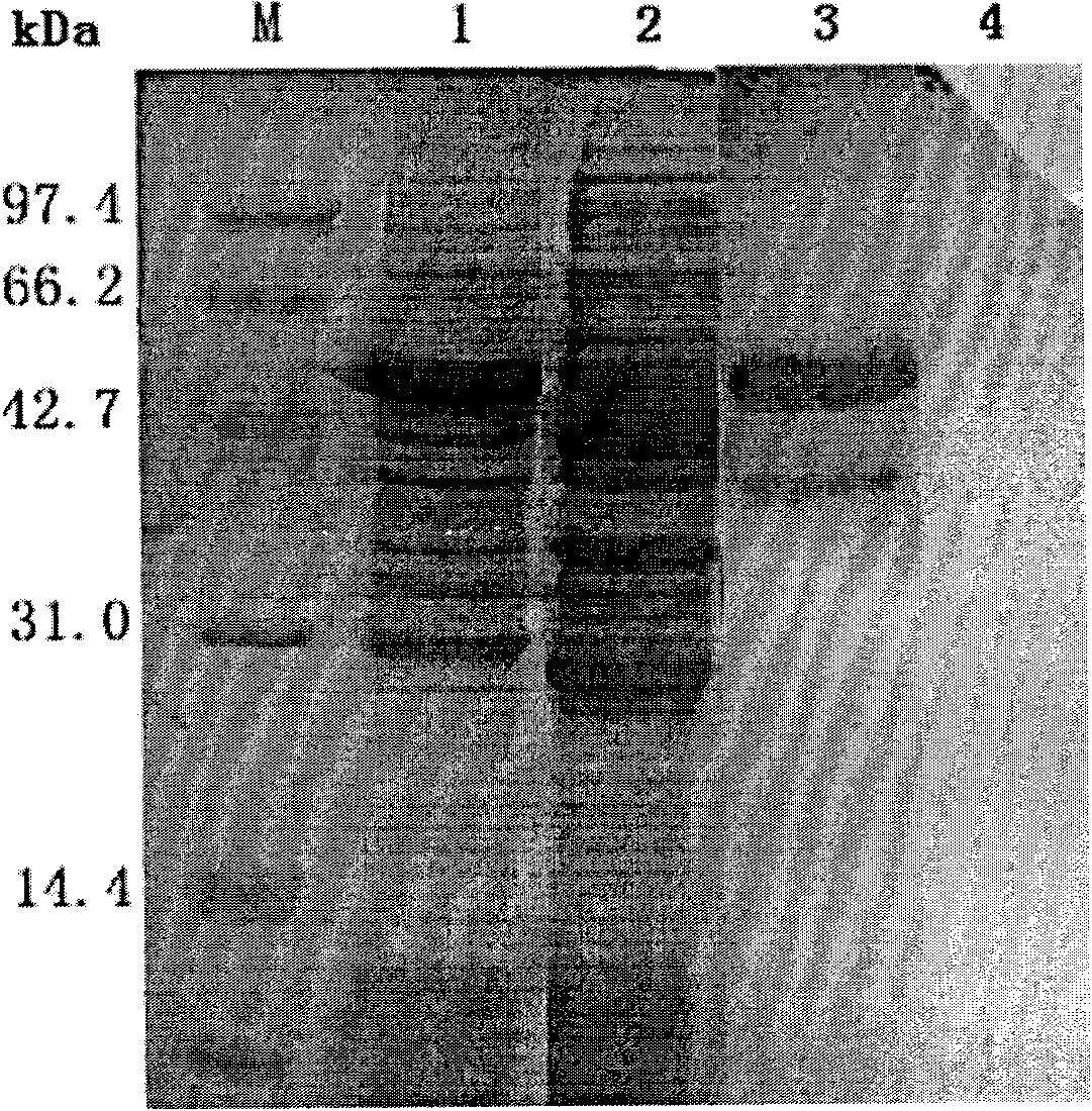 Qualitative detection method of tea geometrid nuclear polyhedrosis virus