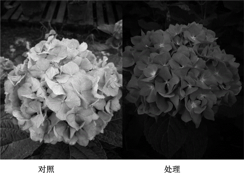 Blue hydrangea specialized fertilizer and preparation method thereof