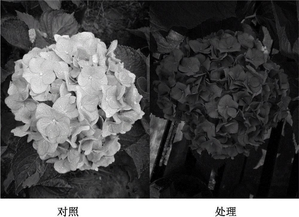 Blue hydrangea specialized fertilizer and preparation method thereof