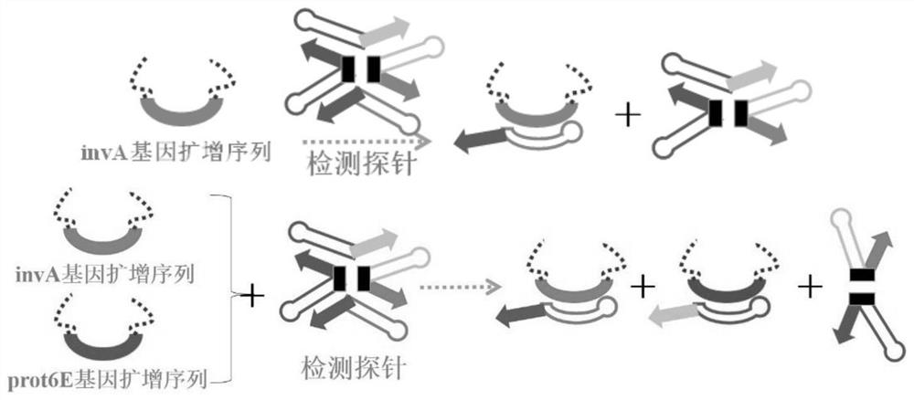 Primer and kit for detecting salmonella and use method of primer and kit